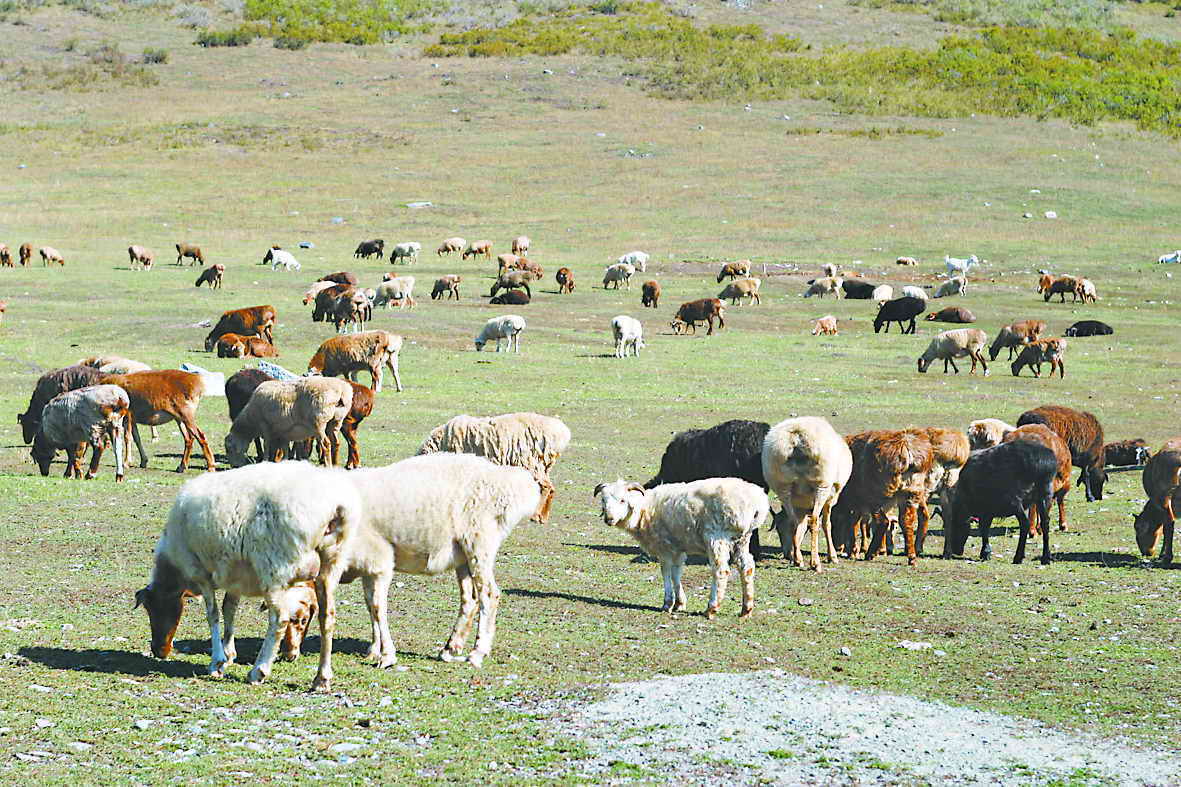 新疆草原降水稀少牲畜面临断粮