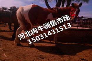 牛犊出售价格 云南迪庆藏族品种肉牛犊远大牧业