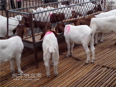 英霞养殖牲畜基地(图)、纯种肉羊养殖、湘潭肉羊养殖图片