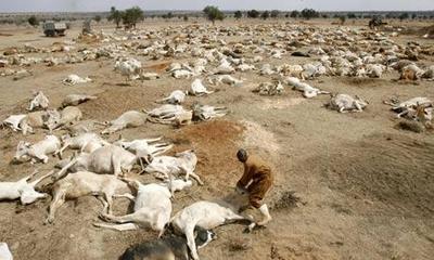 肯尼亚干旱致牲畜成群死亡 400万人需食物援助(图)
