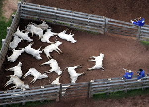 巴西大量宰杀口蹄疫牲畜